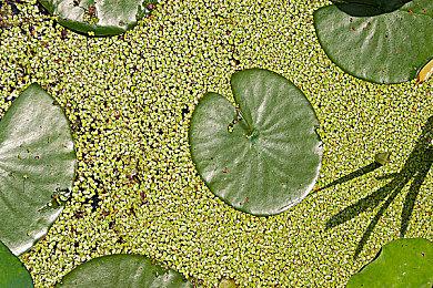 《怪物猎人：崛起》卡普空联动第4弹公布 洛克人“莱西”牙猎犬外观